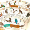 Wingspan: European Expansion - Imagen 2